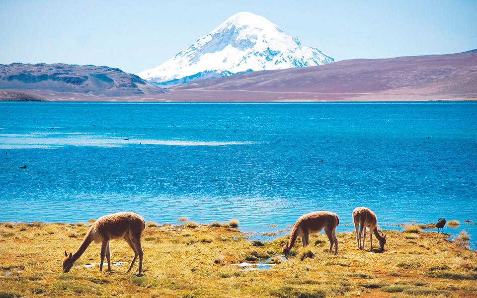 Parque Nacional Lauca – Región de Arica & Parinacota